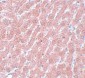 POU5F1 Antibody
